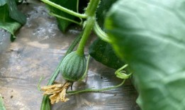 小时候吃的网红瓜