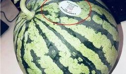 四川网红吃瓜,揭秘网络红人的幕后故事